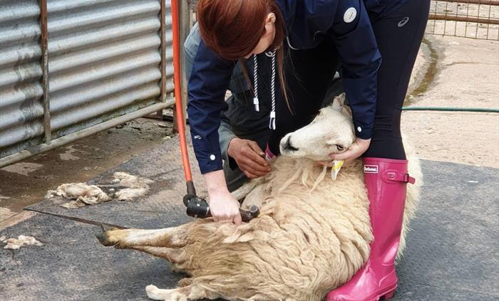 Shear a Sheep Experience